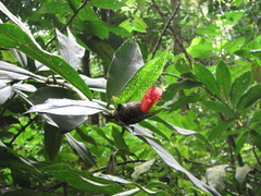 Costus laevis