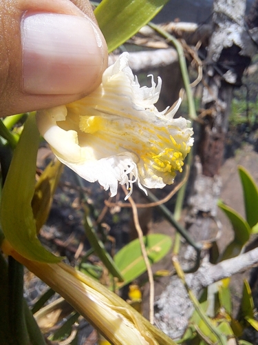 Vanilla insignis, photograph 5