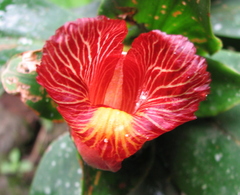 Costus laevis