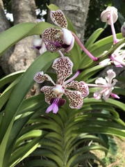 Vanda tricolor suavis