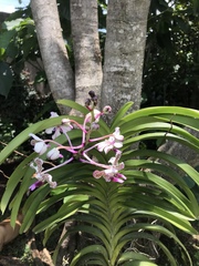 Vanda tricolor suavis