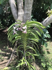 Vanda tricolor suavis