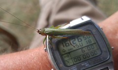 Conocephalus nigropleurum