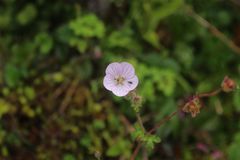 Geranium holosericeum