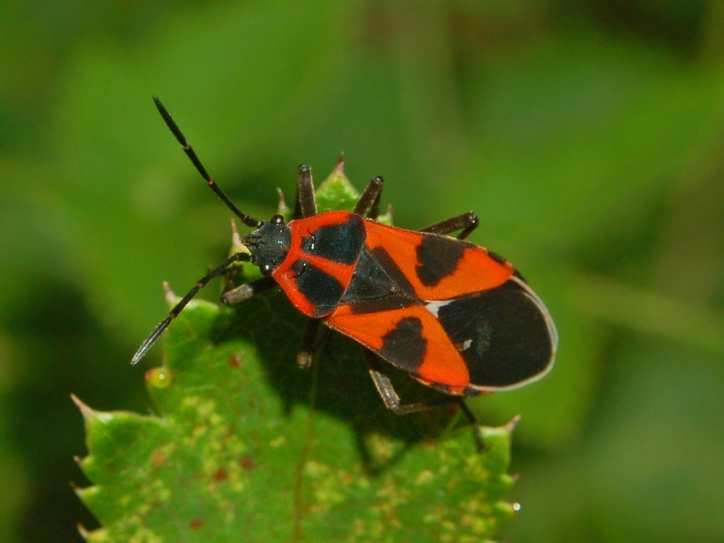 Tropidothorax leucopterus (Invertebrados del Massís del Montseny ...