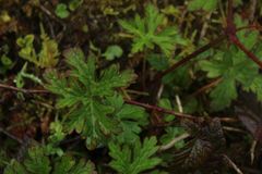 Geranium holosericeum