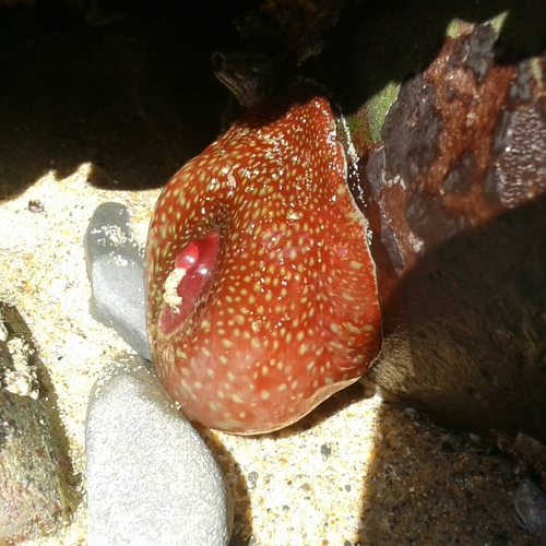 Strawberry Anemone, 8670-156 Vale da Telha, Portugal, photo 8 of 10