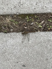 Sympetrum sanguineum