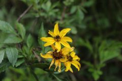 Bidens rubifolia