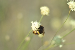 Megascolia maculata maculata
