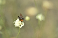 Megascolia maculata maculata