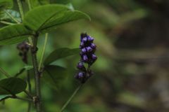 Otholobium mexicanum