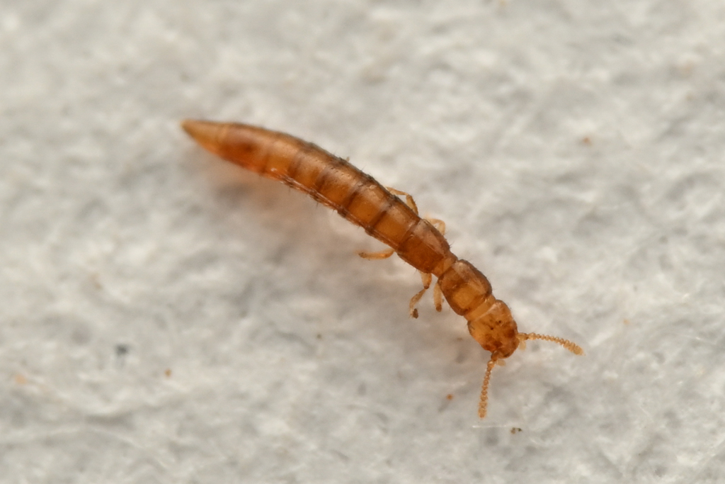 Homeotyphlus maritimus
