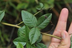 Otholobium mexicanum