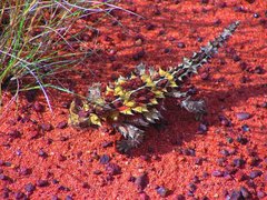 Thorny Devil photo 3