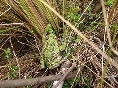 Gastrotheca pseustes
