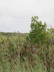 Rhizophora mucronata