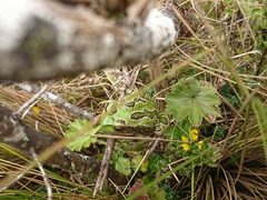 Gastrotheca pseustes