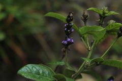 Otholobium mexicanum