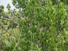 Rhizophora mucronata