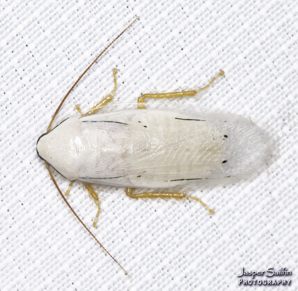 Panchlora zendala