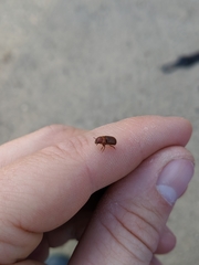 Dendroctonus