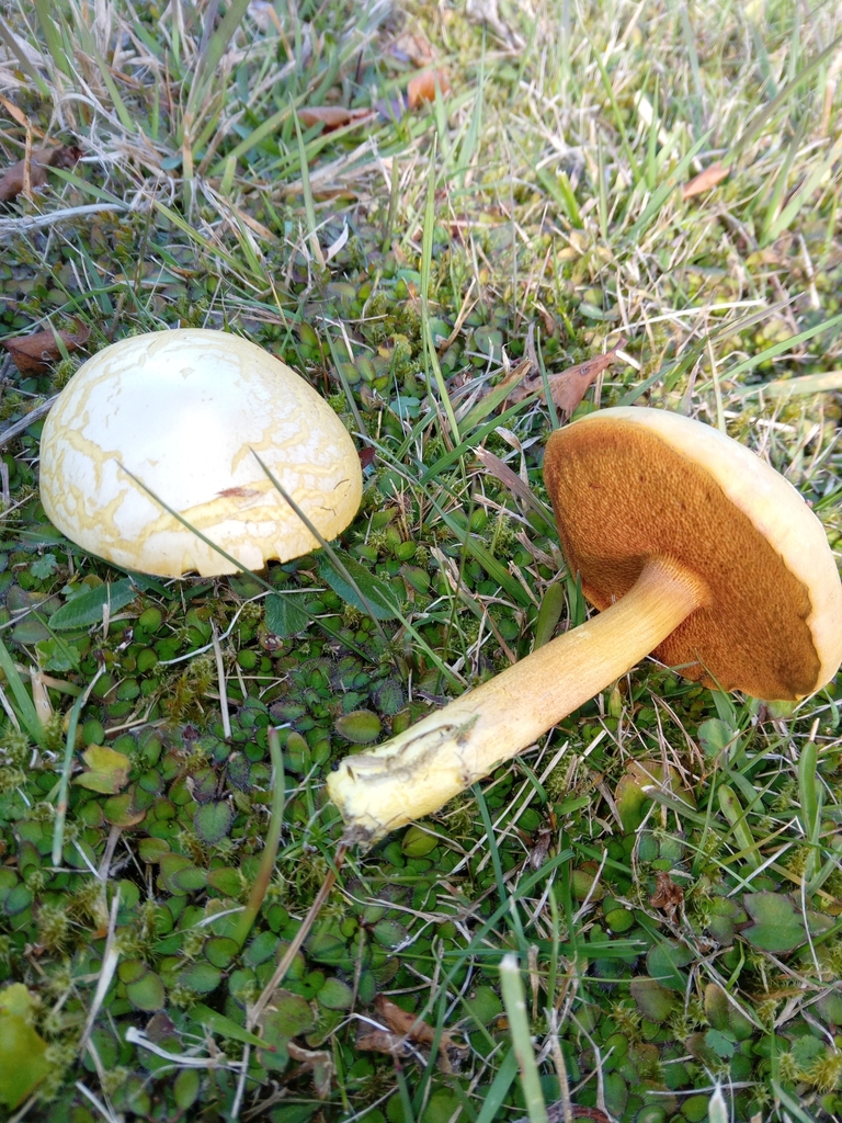 Chalciporus piperatus · April 2025 · photo: © katiew (iNaturalist, cc-by)