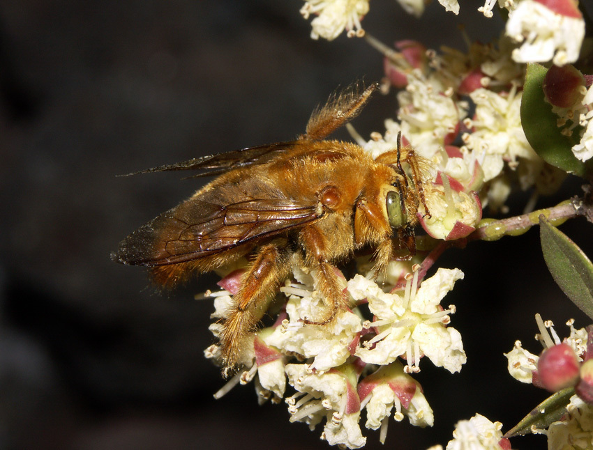 Galápagos carpenter bee