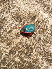 Edessa rufomarginata