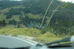 Agave