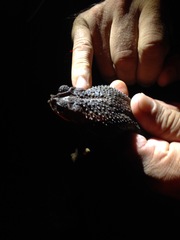 Incilius coccifer