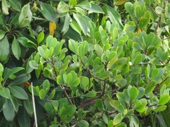 Rhizophora mucronata