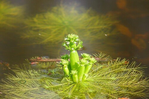 Image of Hottonia inflata by (c) Dominic, some rights reserved (CC BY)