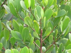 Rhizophora mucronata