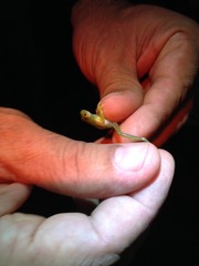 Centrolenidae