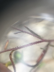 Lessingia arachnoidea