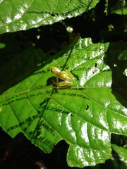 Centrolenidae