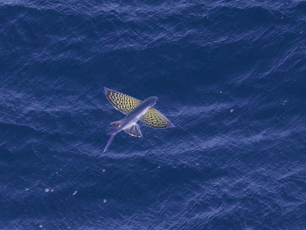 Beautyfin Flyingfish
