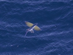 Beautyfin Flyingfish photo 1