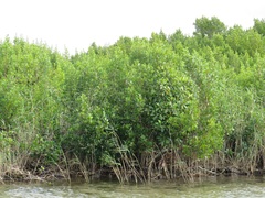 Rhizophora mucronata