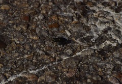 Cicindela nigrocoerulea