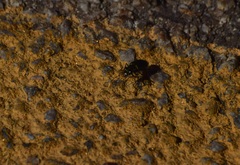 Cicindela nigrocoerulea