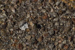 Cicindela nigrocoerulea