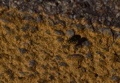 Cicindela nigrocoerulea