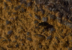 Cicindela nigrocoerulea