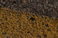 Cicindela nigrocoerulea