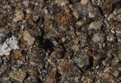 Cicindela nigrocoerulea