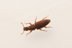 Monotoma conicicollis