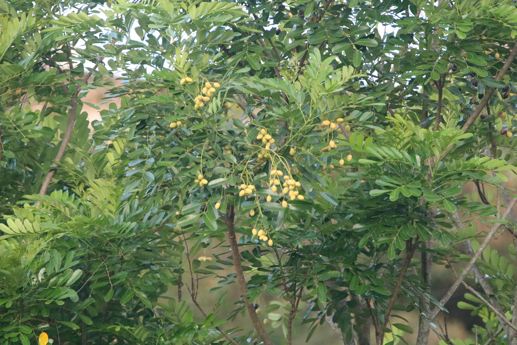Imagem de Marupá