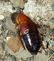 Parcoblatta fulvescens